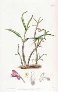 Cladobium graminifolium de Miss Drake